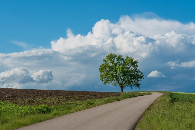 Feldweg mit Baum